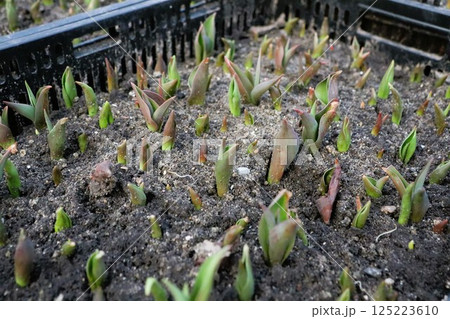 Growing early tulips in plastic boxes in a greenhouse Growing early tulips in plastic boxes in a greenhouse 125223610