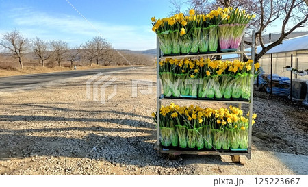 Vibrant Daffodils In Full Bloom, A Colorful Spring Display That Captivates The Senses 125223667