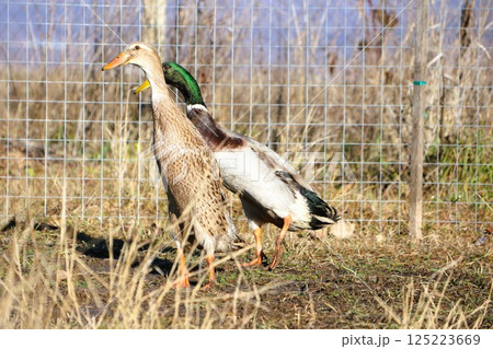 Ducks are seen walking gracefully in their natural habitat, showcasing their beautiful nature 125223669