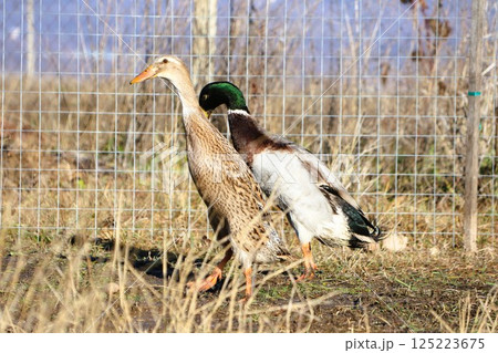 Ducks thriving in their natural habitat, displaying the beauty of wildlife and nature 125223675