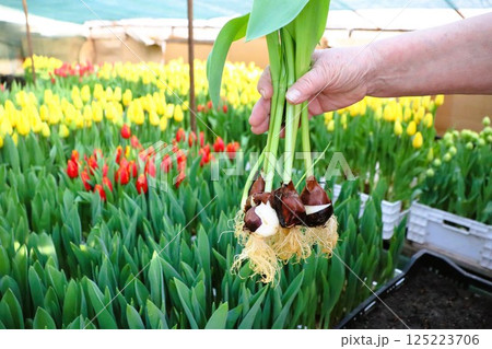 Experience the Vibrant and Beautiful Tulip Bulbs in a Lush, Greenhouse Setting that Awaits You Experience the Vibrant and Beautiful Tulip Bulbs in a Lush, Greenhouse Setting that Awaits You 125223706