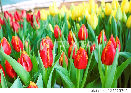 A Beautiful and Vibrant Tulip Field That is Filled with Blooming Red and Brilliant Yellow Flowers 125223742