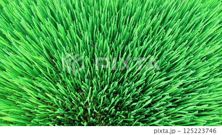 The Vibrant Green Grass Flourishing Beautifully in the Heart of Natures Spectacle The Vibrant Green Grass Flourishing Beautifully in the Heart of Natures Spectacle 125223746