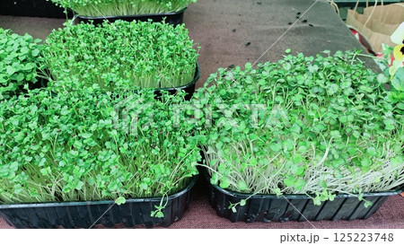 The Delightful Fresh Microgreens Grown in Their Vibrant and Nourishing Growing Trays 125223748