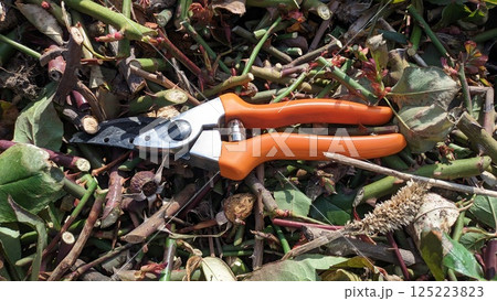 Using Pruning Shears to Clear Garden Debris for Effective CleanUp and Maintenance 125223823