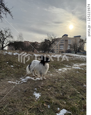 Small Papillon Dog Standing on Snowy Field at Sunset Small Papillon Dog Standing on Snowy Field at Sunset 125223974