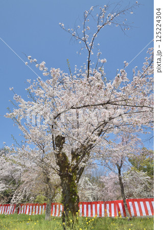 平野神社の桜 平野神社の桜 125224304