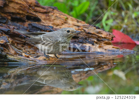 Small bird near the water with a reflection on the calm surface Small bird near the water with a reflection on the calm surface 125224319