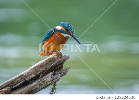 A kingfisher sits on a dry branch sticking out of the water and looks for fish below 125224330