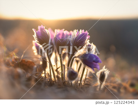 As soon as the snow melts, primrose Pulsatilla patens blooms on the mountainside in the rays of the rising sun As soon as the snow melts, primrose Pulsatilla patens blooms on the mountainside in the rays of the rising sun 125224343