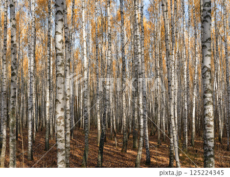 Autumn birch forest with golden leaves and sunlight Autumn birch forest with golden leaves and sunlight 125224345