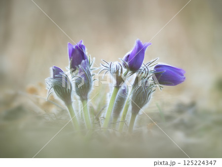 Blooming primrose Pulsatilla patens on a mountainside in the rays of the rising sun Blooming primrose Pulsatilla patens on a mountainside in the rays of the rising sun 125224347