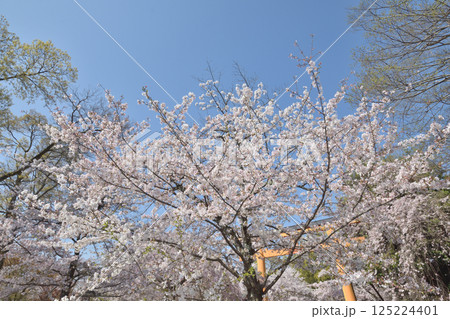 平野神社の桜 125224401
