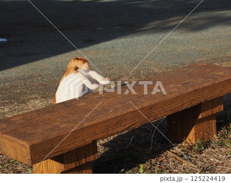 コロニーで元気に遊ぶ可愛い猫 125224419