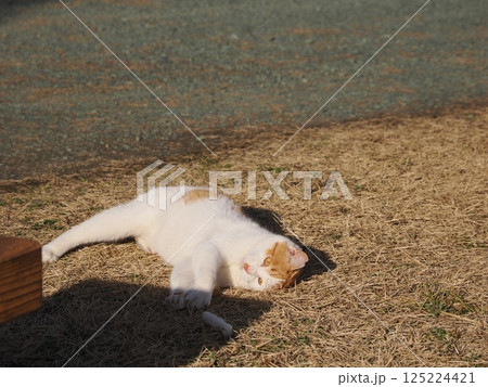 コロニーで元気に遊ぶ可愛い猫 コロニーで元気に遊ぶ可愛い猫 125224421