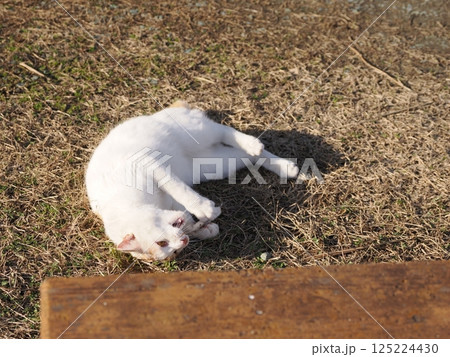 コロニーで元気に遊ぶ可愛い猫 125224430