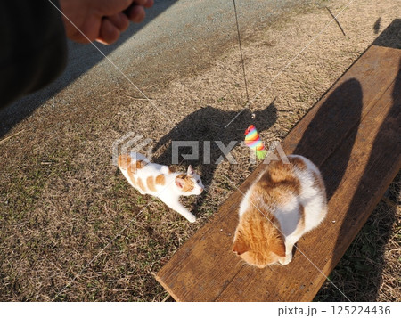 コロニーで元気に遊ぶ可愛い猫 125224436