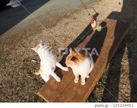 コロニーで元気に遊ぶ可愛い猫 125224451