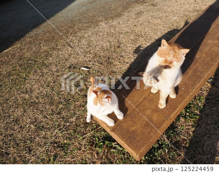 コロニーで元気に遊ぶ可愛い猫 125224459