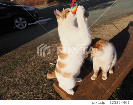 コロニーで元気に遊ぶ可愛い猫 コロニーで元気に遊ぶ可愛い猫 125224461