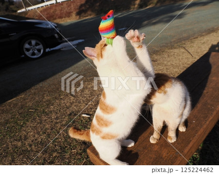 コロニーで元気に遊ぶ可愛い猫 125224462