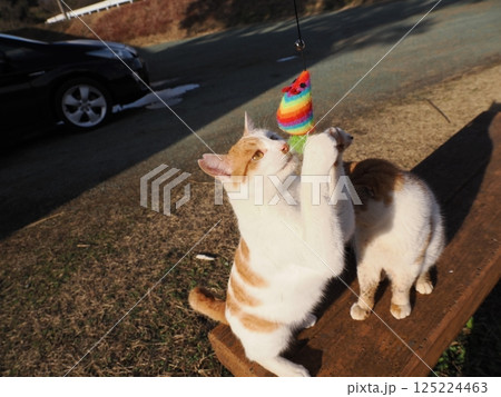 コロニーで元気に遊ぶ可愛い猫 125224463