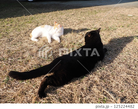 コロニーで元気に遊ぶ可愛い猫 125224482