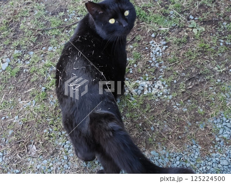 コロニーで元気に遊ぶ可愛い猫 125224500