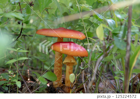 タマゴタケ/オレンジ色の2本のキノコ/テングタケ科・八千穂高原・8月 タマゴタケ/オレンジ色の2本のキノコ/テングタケ科・八千穂高原・8月 125224572