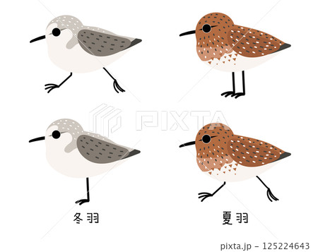 ミユビシギ 夏羽と冬羽 125224643