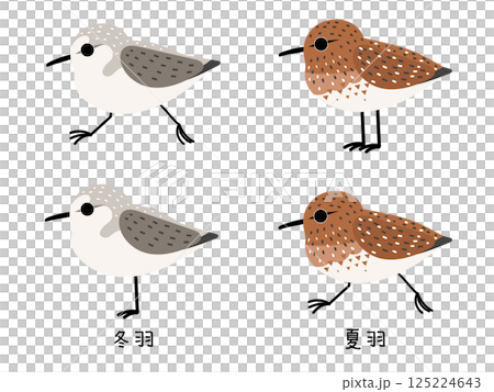 Sandpiper Summer and Winter Plumage Sandpiper Summer and Winter Plumage 125224643