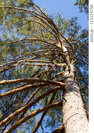 Majestic Pine Tree Reaching Skyward: A Stunning Capture of Nature's Beauty and Resilience Amidst a Clear Blue Sky, Perfect for Nature Lovers and Photographers Alike 125224766
