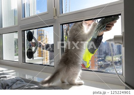 Curious Cat Interacts with Window Cleaner on a Bright Sunny Day, Capturing a Whimsical Moment Between a Feline and Human Amidst an Urban Landscape 125224901