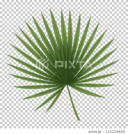 Elegant Green Palm Leaf With Intricate Fan-Shaped Structure Displayed on a White Background Elegant Green Palm Leaf With Intricate Fan-Shaped Structure Displayed on a White Background 125224920