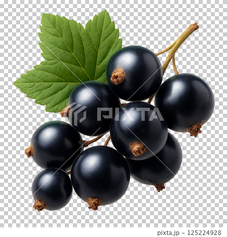 Fresh Black Currants on a Branch With Green Leaves Ready for Harvesting Fresh Black Currants on a Branch With Green Leaves Ready for Harvesting 125224928