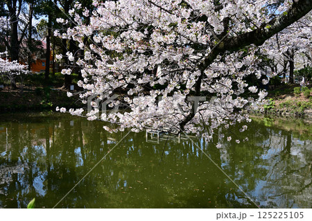 鹿沼公園の桜 125225105