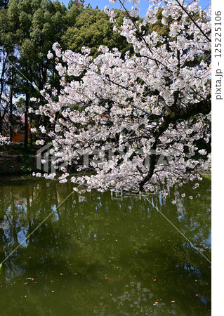 鹿沼公園の桜 125225106