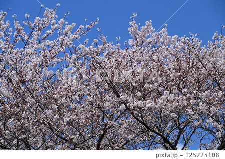 鹿沼公園の桜 125225108