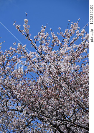 鹿沼公園の桜 鹿沼公園の桜 125225109