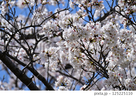 鹿沼公園の桜 鹿沼公園の桜 125225110