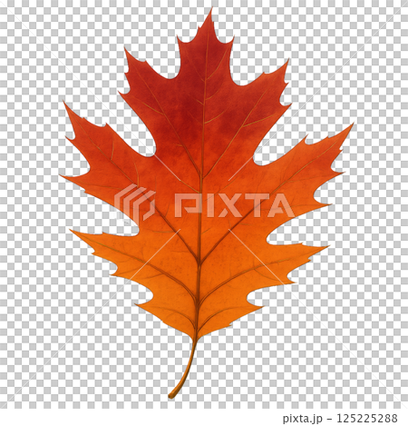 Vibrant Orange Maple Leaf Showcasing Autumns Beauty in Natures Seasonal Transition 125225288