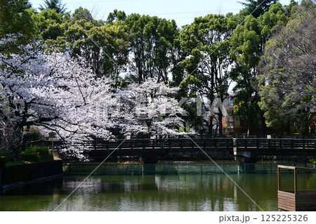 鹿沼公園の桜 鹿沼公園の桜 125225326