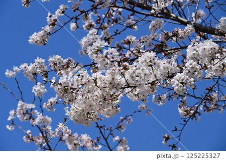 鹿沼公園の桜 鹿沼公園の桜 125225327