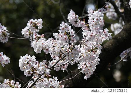 鹿沼公園の桜 鹿沼公園の桜 125225333