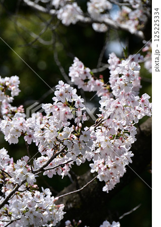 鹿沼公園の桜 鹿沼公園の桜 125225334