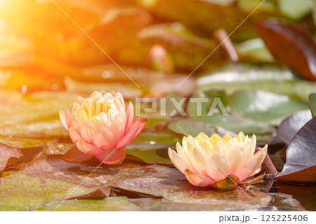 Pink lotus water lily flower in pond, waterlily with green leaves blooming Pink lotus water lily flower in pond, waterlily with green leaves blooming 125225406