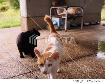 見つめる猫 125225479