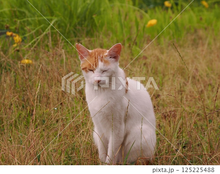 見つめる猫 125225488