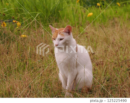 見つめる猫 125225490