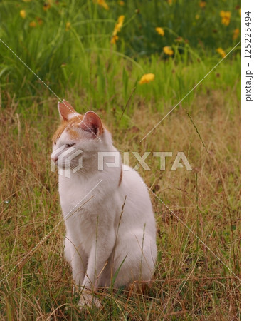 見つめる猫 見つめる猫 125225494